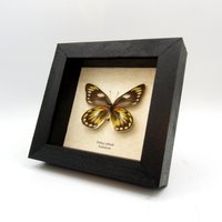 Echter Schmetterling Gerahmte Taxidermie - Delias Zebuda Weiblich von CuriousKingdomShop