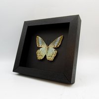 Echter Schmetterling Gerahmte Taxidermie - Parthenos Sylvia von CuriousKingdomShop