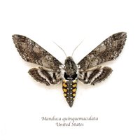 Echter Schwärmer Eingerahmt Ausschnitt - Manduca Quinquemaculata von CuriousKingdomShop