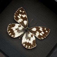 Echter Schwarz-Weißer Schmetterling Gerahmte Taxidermie - Melanargia Galatea von CuriousKingdomShop