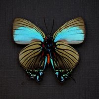 Echter Seltener Blauer Haarreif Schmetterling Gerahmt Taxidermie - Atlides Polybe von CuriousKingdomShop