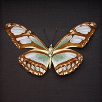 Echter Silber Schmetterling Gerahmt Taxidermie - Philaethria Dido von CuriousKingdomShop