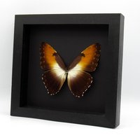 Echter Sonnenuntergang Schmetterling - Morpho Hecuba Obidonus von CuriousKingdomShop