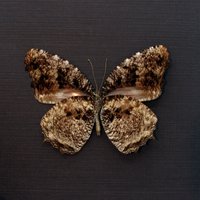 Echter Tiger Palmfly Schmetterling Gerahmt Tierpräparation - Elymnias Nesaea Lioneli von CuriousKingdomShop