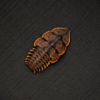 Echter Trilobit Käfer Gerahmte Taxidermie - Duliticola Art von CuriousKingdomShop