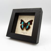 Eingerahmter Echter Türkiser Kaiser-Schmetterling - Doxocopa Cherubina von CuriousKingdomShop