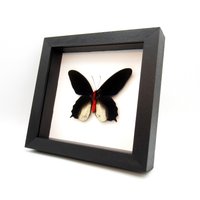 Echter Vampir Schmetterling Gerahmt Taxidermie - Atrophaneura Semperi Albofasciata von CuriousKingdomShop