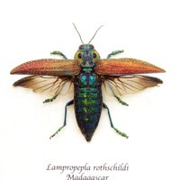 Echter Vieräugiger Käfer Gerahmt Taxidermie - Lampropepla Rothschildi von CuriousKingdomShop