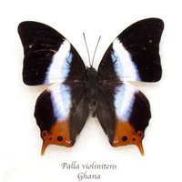 Echter Violett Gebänderter Palla Schmetterling Gerahmt Tierpräparation - Violinitens von CuriousKingdomShop