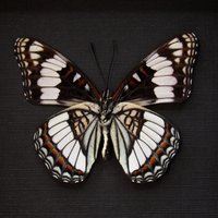 Echter Weidemeyers Admiral Schmetterling Gerahmt - Limenitis Weidemeyerii Weiblich von CuriousKingdomShop