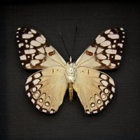 Echter Weißer Schmetterling Gerahmte Taxidermie - Hamadryas Epinome von CuriousKingdomShop
