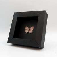 Echter Winziger Lavendel Haarreif Schmetterling Gerahmt Taxidermie - Lycaenidae Arten von CuriousKingdomShop