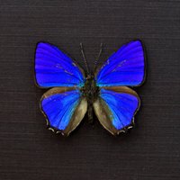 Echter Winziger Schillernder Blauer Schmetterling Eingefasste Tierpräparation - Hypochrysops Polycletus von CuriousKingdomShop