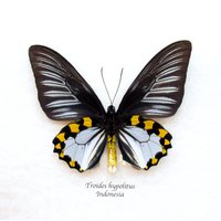 Echter Xl Birdwing Schmetterling Gerahmter Vogel - Troides Hypolitus von CuriousKingdomShop