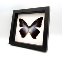 Echter Xl Blau/Violetter Morpho Schmetterling Gerahmt Taxidermie - Cisseis Phanodemus von CuriousKingdomShop