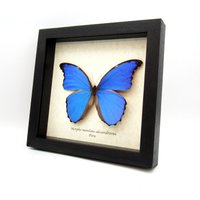 Echter Xl Metallic Blauer Morpho Schmetterling Gerahmt Tierpräparation - Menelaus Alexandrovna 15 cm Spannweite von CuriousKingdomShop