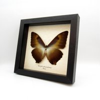 Echter Xl Morpho Schmetterling Gerahmt Taxidermie - Cisseis Phanodemus von CuriousKingdomShop