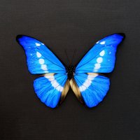 Echter Xl Morpho Schmetterling in Blauem Schmetterlingsrahmen - Rhetenor Helena von CuriousKingdomShop