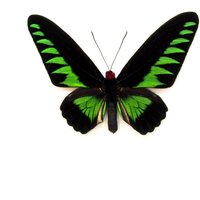 Echter Xl Schmetterling Gerahmter Grüner - Trogonoptera Melliana von CuriousKingdomShop