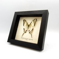 Echter Zebrafalter Schmetterling Eingerahmt - Eurytides Protesilaus Nigricornis Echter Zebrafalter Schmetterling Eingerahmt - Eurytides Protesilaus Nigricornis von CuriousKingdomShop