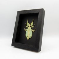 Echtes Walking Leaf Insekt Gerahmt Taxidermie - Phyllium Celebicum Weiblich von CuriousKingdomShop