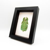 Echtes Walking Leaf Insekt Gerahmt Taxidermie - Phyllium Pulchrifolium Weiblich von CuriousKingdomShop