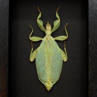 Echtes Walking Leaf Insekt Gerahmt Taxidermie - Phyllium Tobeloense Weiblich von CuriousKingdomShop