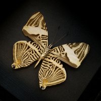 Echtes Zebra Mosaik Schmetterling Gerahmte Taxidermie - Colobura Dirce von CuriousKingdomShop