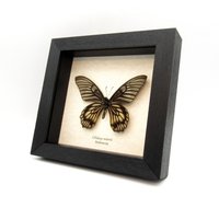 Eingerahmter Echter Schmetterling - Chilasa Veiovis von CuriousKingdomShop