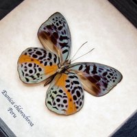 Eingerahmter Echter Schmetterling - Eunica Chlorochroa von CuriousKingdomShop