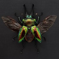 Eingerahmter Großer Regenbogen-Hirschkäfer - Phalacrognathus Muelleri von CuriousKingdomShop