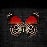 Eluina 80-8 Schmetterling Gerahmte Taxidermie - Diaethria Eluina von CuriousKingdomShop