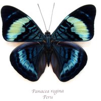 Große Blaue Königin Blitz Schmetterling Gerahmt Taxidermie - Panacea Regina von CuriousKingdomShop