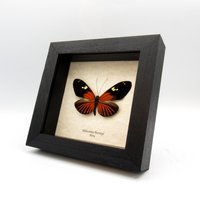 Großer Roter Longwing Schmetterling Gerahmt Taxidermie - Heliconius Burneyi von CuriousKingdomShop