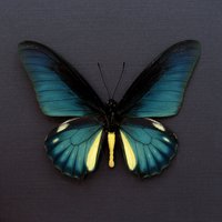 Großer Schillernder Grüner Schmetterling Gerahmt Präpariert - Battus Lycidas von CuriousKingdomShop