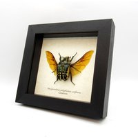 Großer Skarabäus Gerahmter Präparator - Mecynorrhina Polyphemus Confluens Weiblich von CuriousKingdomShop
