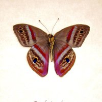 Magenta Metalmark Schmetterling Gerahmt Taxidermie - Euselasia Orba von CuriousKingdomShop