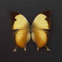 Rare Schmetterling Gerahmte Präparate - Consul Electrica von CuriousKingdomShop