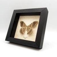 Real Dometsicated Eri Silkmoth Gerahmte Taxidermie - Samia Ricini Weiblich von CuriousKingdomShop