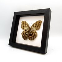 Riesen Eule Schmetterling - Caligo Brasiliensis von CuriousKingdomShop