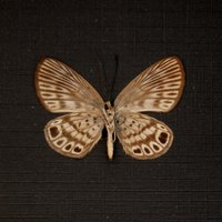 Sehr Kleine Echte Metallmarke Schmetterling Gerahmte Taxidermie - Alesa Amese von CuriousKingdomShop
