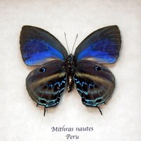 Seltene Blaue Haarspange Schmetterling Gerahmt Taxidermie - Mithras Nautes von CuriousKingdomShop