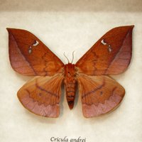 Seltene Cricula Silkmoth Gerahmte Taxidermie - Andrei von CuriousKingdomShop