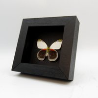 Seltene Delias Schmetterling Gerahmte Taxidermie - Dohertyi Knowlei von CuriousKingdomShop