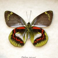 Seltene Delias Schmetterling Gerahmte Taxidermie - Joiceyi von CuriousKingdomShop