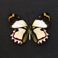 Seltener Schmetterling Von Delias - Luctuosa von CuriousKingdomShop