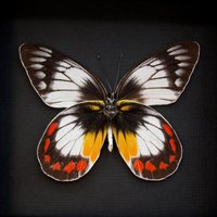Seltene Delias Schmetterling Gerahmte Taxidermie - Mitisi Bangiensis von CuriousKingdomShop