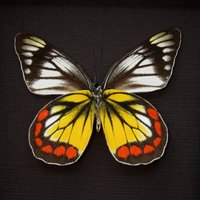 Seltene Delias Schmetterling Gerahmte Taxidermie - Rosenbergi Chrysolenca von CuriousKingdomShop