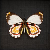 Seltene Delias Schmetterling Gerahmte Tierpräparation - Flavistriga von CuriousKingdomShop