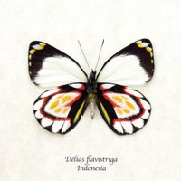 Seltener Schmetterling Von Delias - Flavistriga von CuriousKingdomShop